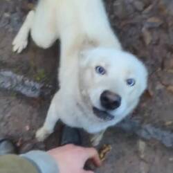 Silver, der ist einfach ein verrückt