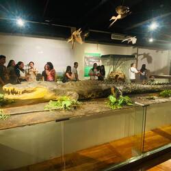 Lolong - Das grösste Krokodil, das je gefunden wurde (6,17 m) 🐊