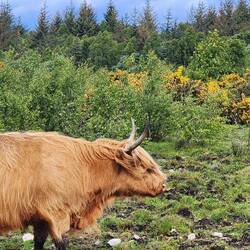 A highland coo at Culloden