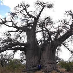 Baobab ein alter Riese