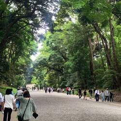 Suivis d'une grande allée avec de très grands arbres