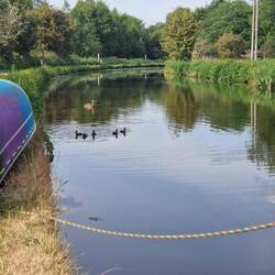 We spent some of the warm evening watching these ducklings
