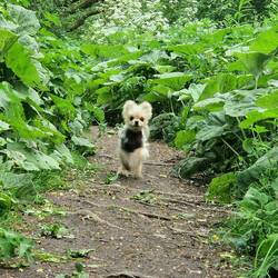 Leo enjoyed this woodland walk adjacent to the towpath.