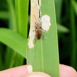 We think this is a Common Reed Beetle. Dozens were munching the reed tips and mating.