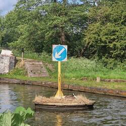 This lone goose was still sitting on her eggs. We hope she'll not suffer if they don't hatch.