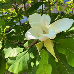 Großblättrige Magnolie
