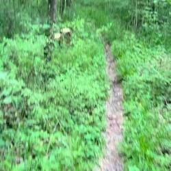 Schöner Singletrail