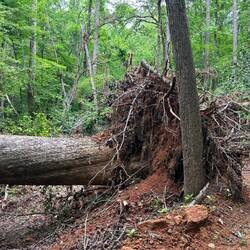 Hurricane Helene damage