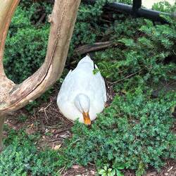 Mama duck on her nest