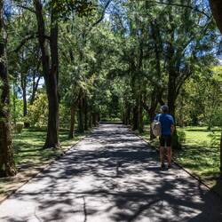 Allée im botanischen Garten von Belém