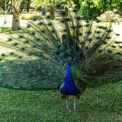 Pfau im botanischen Garten