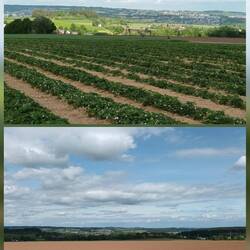 Erdbeeren im Wachstum