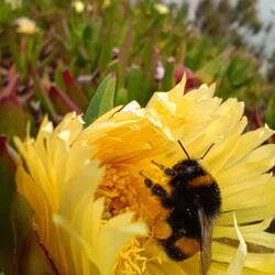 Erschwerte Bedingungen für die voll beladene Hummel