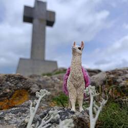 Mini-Kurt 🦙 der Gipfelstürmer...