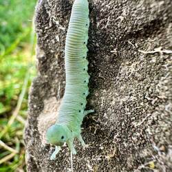 Larve der Weidenknopfhornwespe