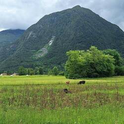 3 Ziegen fühlen sich wohl