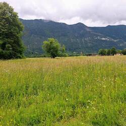 Blick über die bunten Wiesen