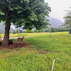 Die Ziegen schützen sich vor dem Nieselregen