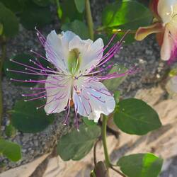 So pretty! Capers come from it's buds, google says