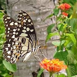 Soooo schön🦋