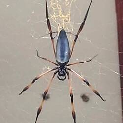 😱🕷️🕸️