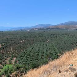 Ebene von Itea mit bis zu 500 Jahre alten Olivenbäumen