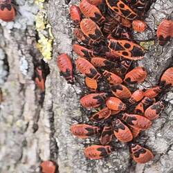 Firebugs .....everywhere on treetrunks!