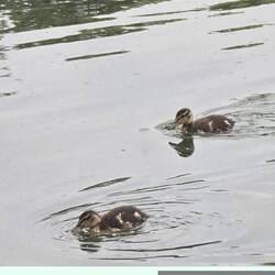 Ducklings
