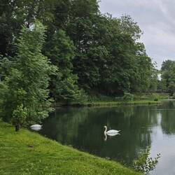 Swans on the lake in the park opposite the aire
