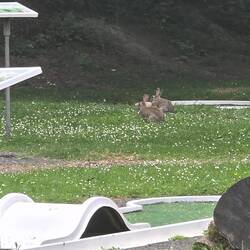 Rabbits on the crazy golf course