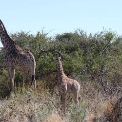 Am Nachmittag gibt es eine Baby-Giraffe...