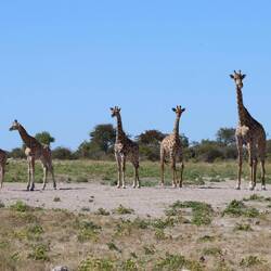 ... schließlich kommt die ganze Familie