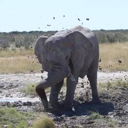 Einer der Elefanten zerstört das ganze Wasserloch...