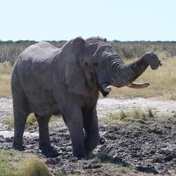 ...greif mit dem Rüssel immer wieder den Schlamm...