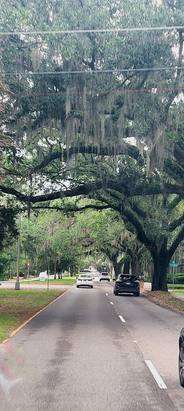 Savannah - Abercorn Street - riesige Eichen mit dem Spanish Moose