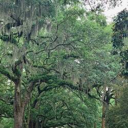 Forsyth Park