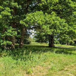 Beautiful greenery everywhere