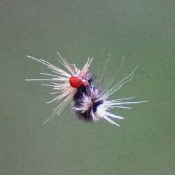 Rups