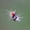 Rups