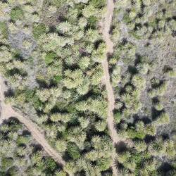 Palmen, Palmen, Palmen 🌴