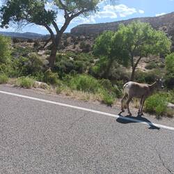 Maser af dyr på denne del af turen