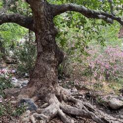 Die Wurzeln sich überall einen ab! 🤣🤣