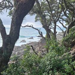 The trees and ocean made for a beautiful walk.