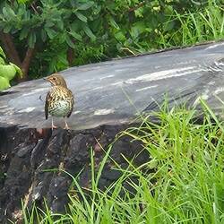 Song thrush posing on a massive tree stump.