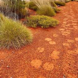 Camel footprints