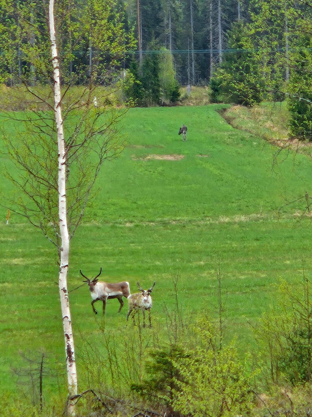 Rentiere und Elch...