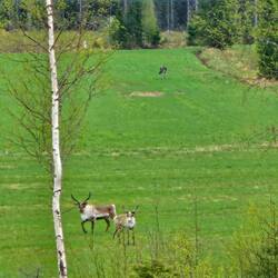 Rentiere und Elch...