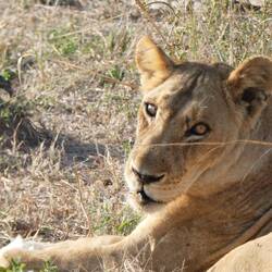 Lioness