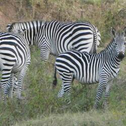 Zebra