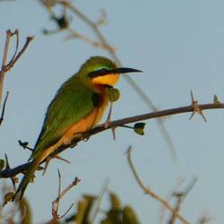 Little Bee Eater